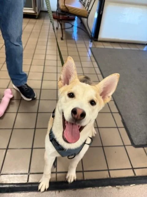 A baby medium-sized male Siberian Husky dog named Arlo for adoption in Burbank, CA