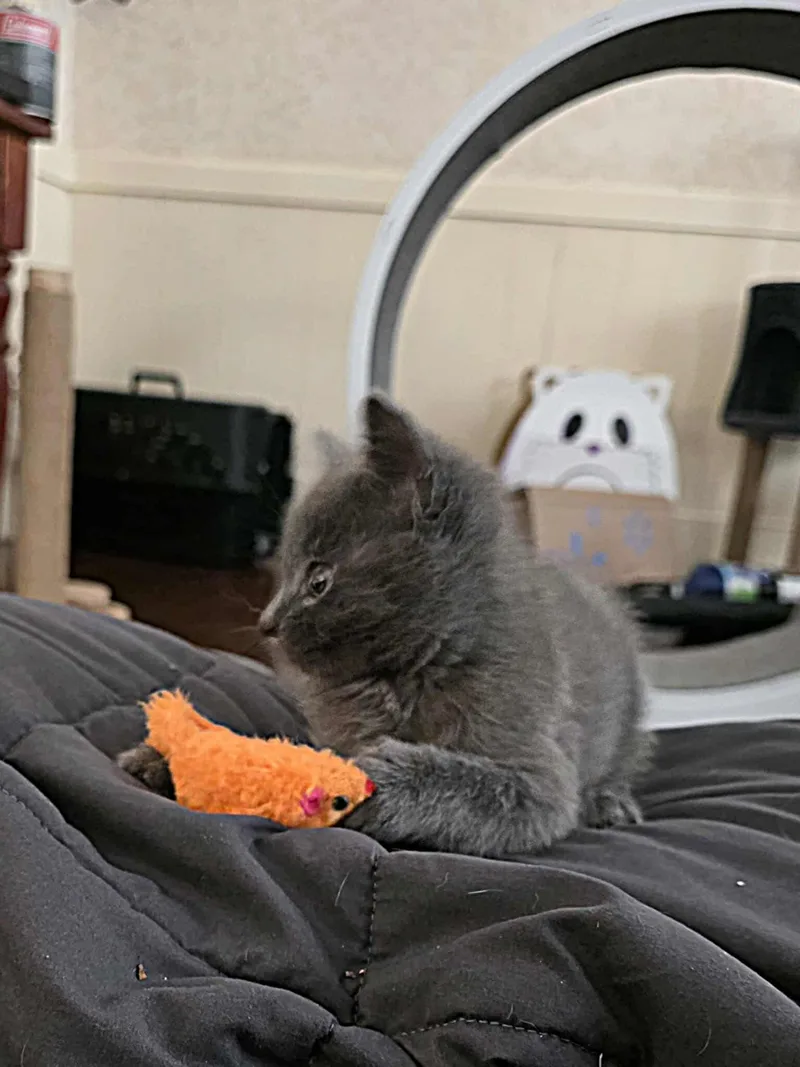 Thumbelina thumbnail 4