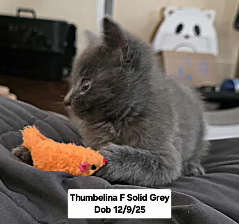 Thumbelina thumbnail 3