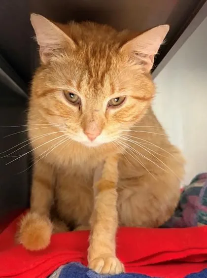 An adult medium-sized male Domestic Short Hair cat named Lumi for adoption in Baraboo, WI