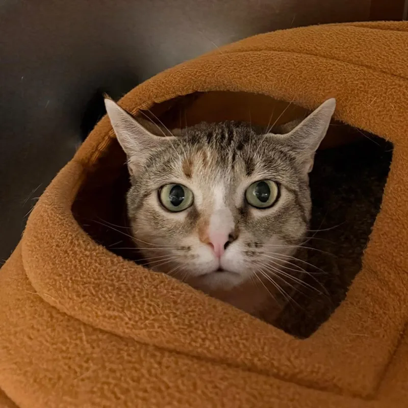 An adult small-sized female Domestic Short Hair cat named Bowie for adoption in State College, PA