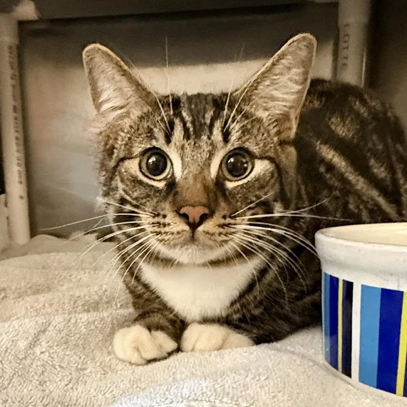 A young medium-sized male Brown / Chocolate Domestic Short Hair cat named Fitz for adoption in Palm Springs, CA