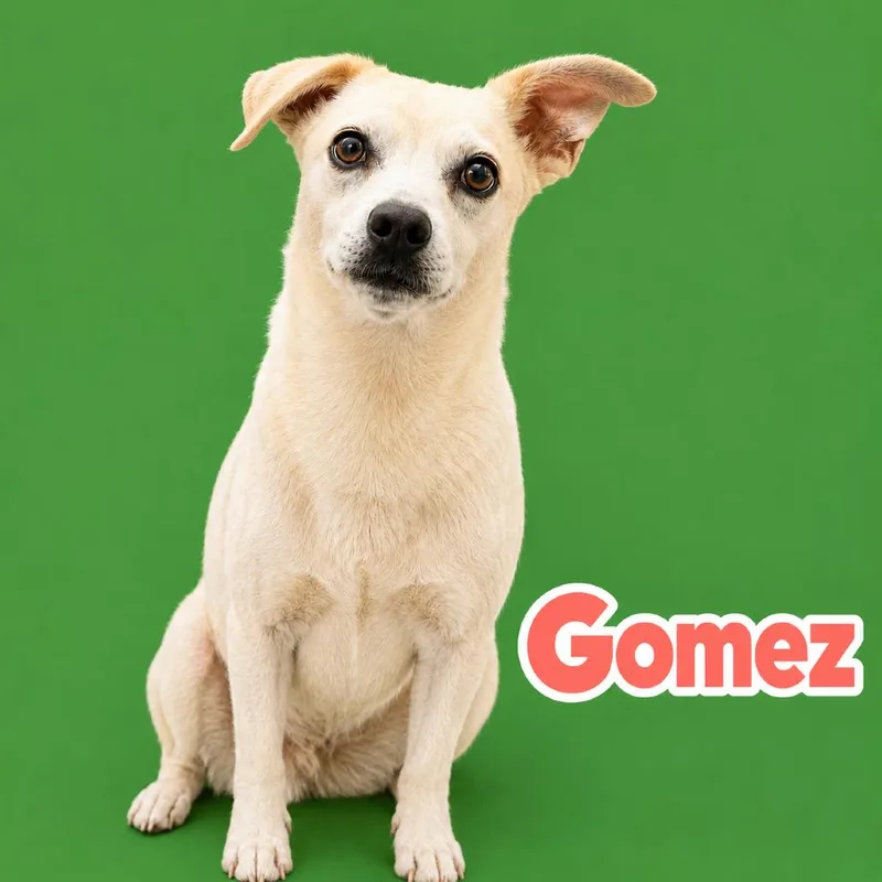 A senior small-sized male White / Cream Chihuahua dog named Gomez for adoption in Scottsdale, AZ