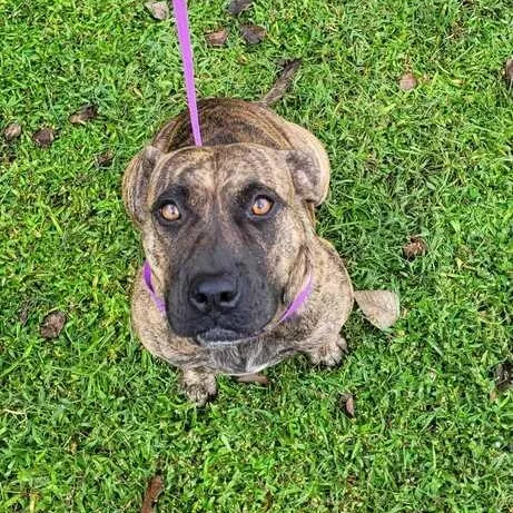 A young medium-sized female Bulldog dog named Autumn for adoption in Valdosta, GA