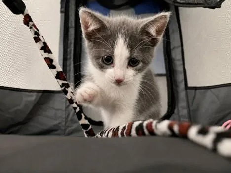 A baby small-sized female Domestic Short Hair cat named Hydra for adoption in Fairfield, CA