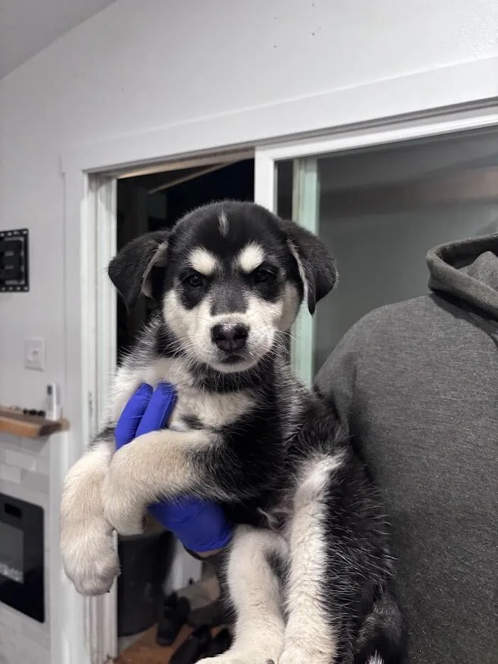 A young medium-sized male Husky dog named Trigg for adoption in renton, WA