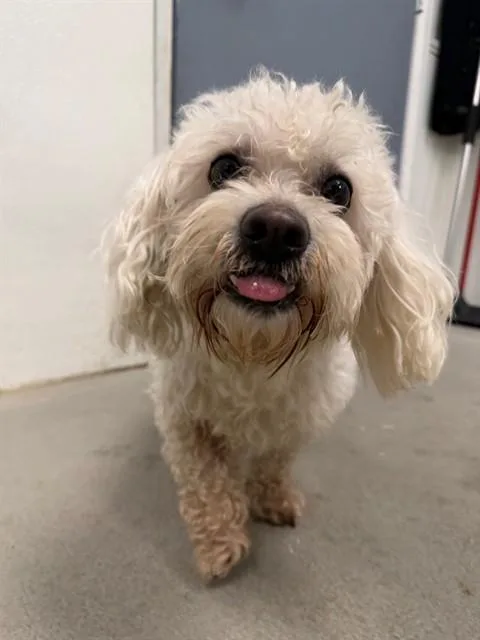 Benny