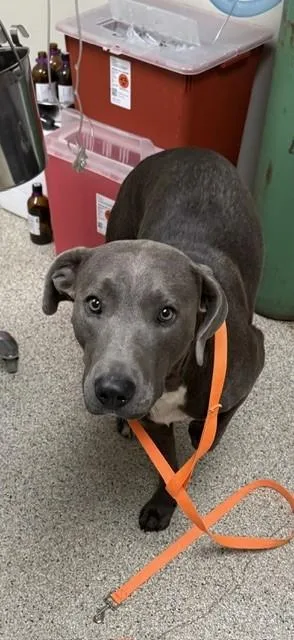 An adult large-sized male Terrier dog named Carl Dean for adoption in Conway, AR