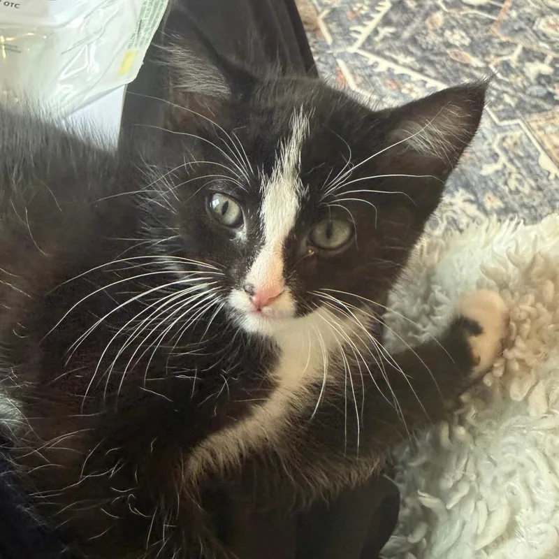 A baby small-sized male Black Domestic Short Hair cat named Onyx for adoption in Roselle, IL