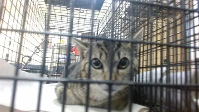 A baby small-sized female Domestic Short Hair cat named Jenny for adoption in Miami, FL