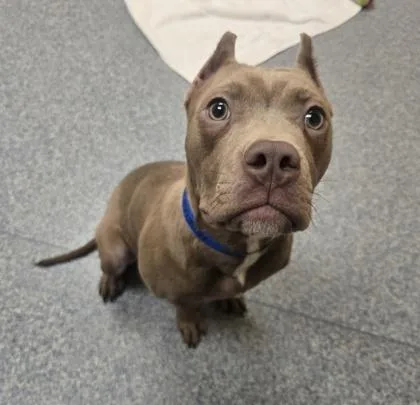 Jumbo Shrimp thumbnail 2