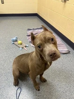 Jumbo Shrimp thumbnail 3