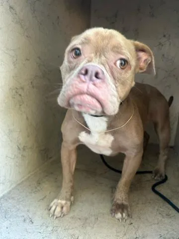 A young medium-sized female Mixed Breed dog named Feyre for adoption in West Palm Beach, FL