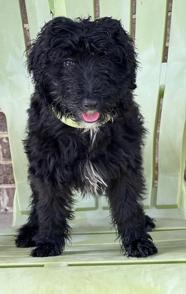 A baby medium-sized female Poodle dog named Marlee for adoption in Dalton, GA
