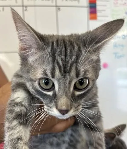 A baby medium-sized male Domestic Short Hair cat named Nemo for adoption in West Memphis, AR