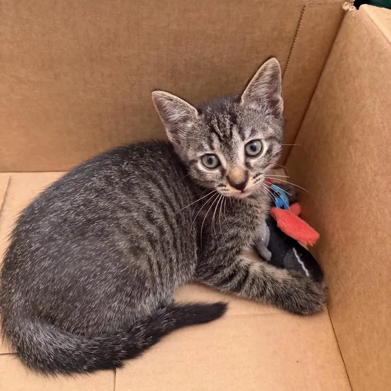 A baby small-sized female Brown / Chocolate Domestic Short Hair cat named Merch Table for adoption in Port Richey, FL