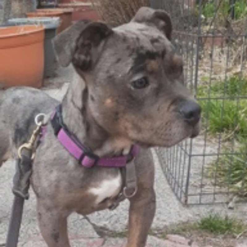 A baby medium-sized male Merle (Blue) Pit Bull Terrier dog named Choco for adoption in Philadelphia, PA