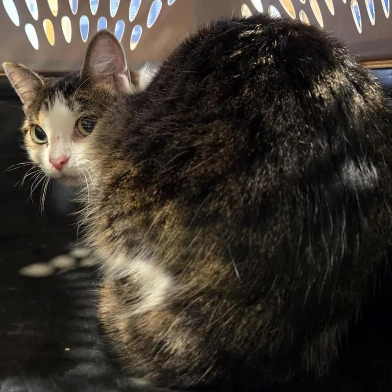 An adult medium-sized female White Domestic Short Hair cat named Rosie for adoption in Saint Louis, MO