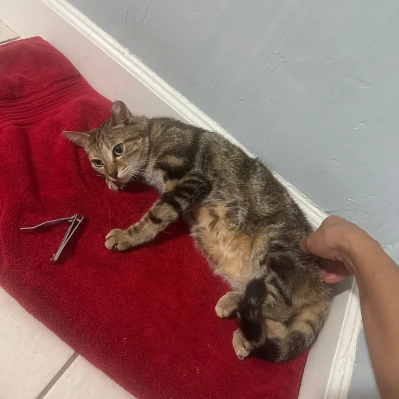 An adult small-sized female Brown / Chocolate Domestic Short Hair cat named Naomi for adoption in Fort Lauderdale, FL