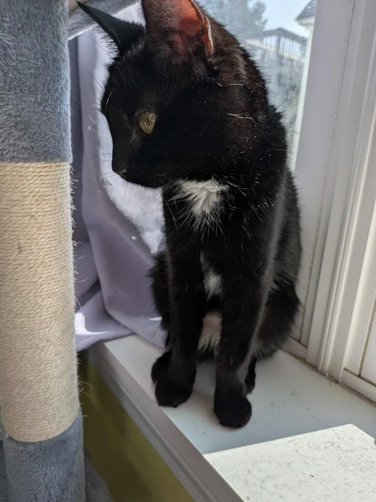 A young small-sized female Domestic Short Hair cat named Magnolia for adoption in Gorham, ME