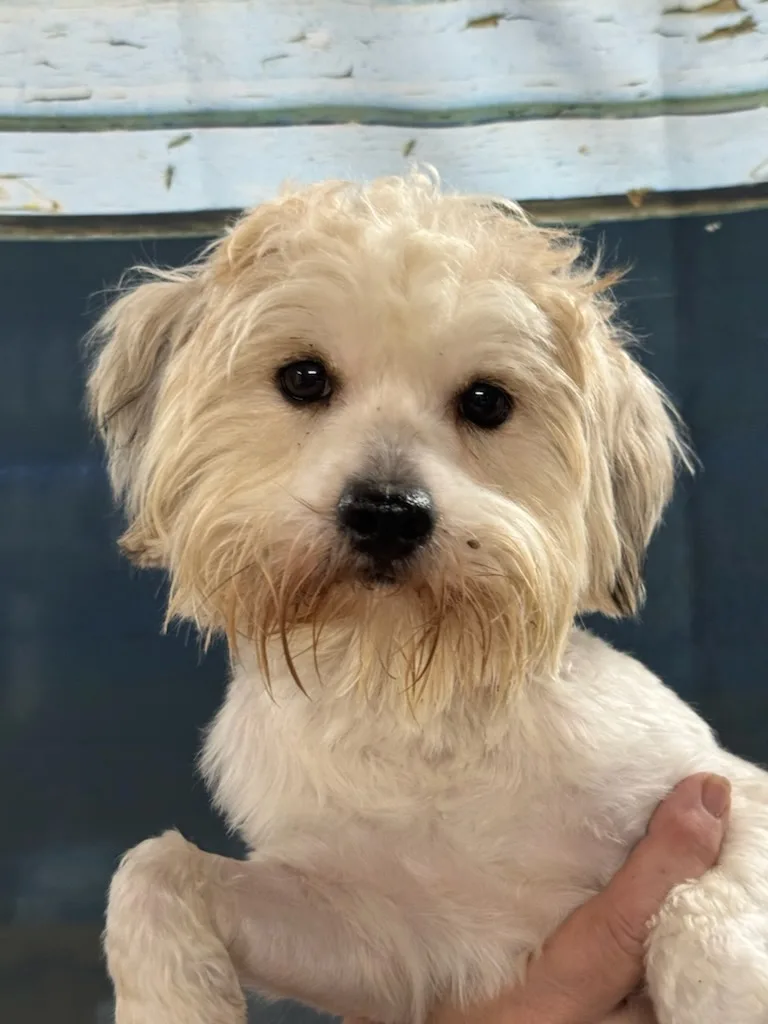 A young small-sized male Bicolor Shih Tzu dog named Winston for adoption in Wauchula, FL