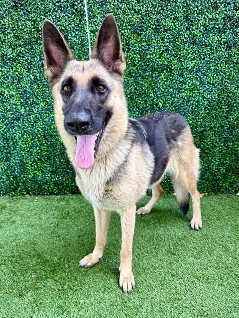 An adult large-sized female German Shepherd Dog dog named A for adoption in Naples, FL