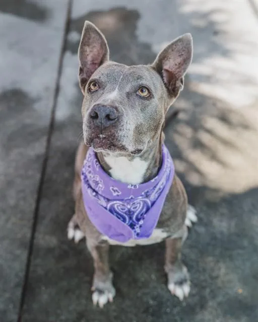 An adult large-sized female Terrier dog named Merry for adoption in Miami, FL