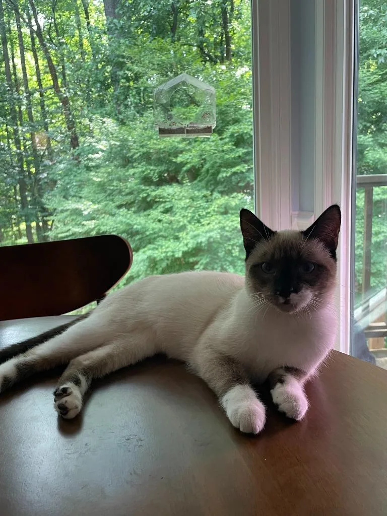 A baby medium-sized male Snowshoe cat named Tai Chi for adoption in Youngsville, NC