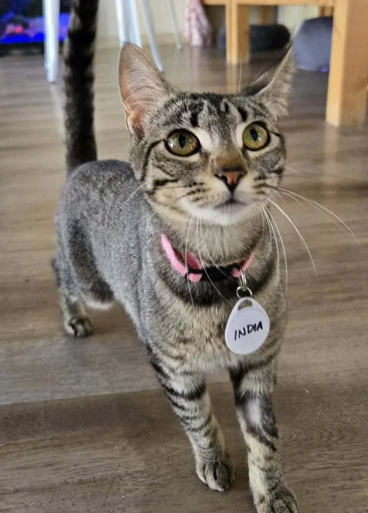A young medium-sized female Tabby (Brown / Chocolate) Domestic Short Hair cat named India for adoption in tucson, AZ