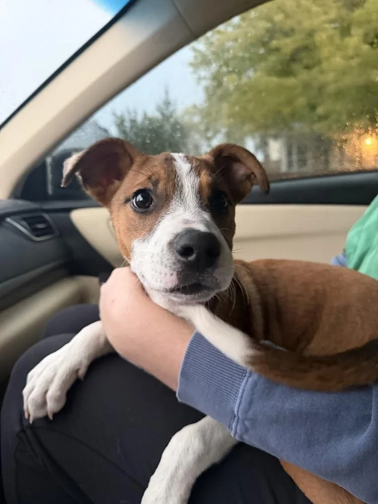 A young medium-sized female Jack Russell Terrier dog named Clover for adoption in Aurora, CO