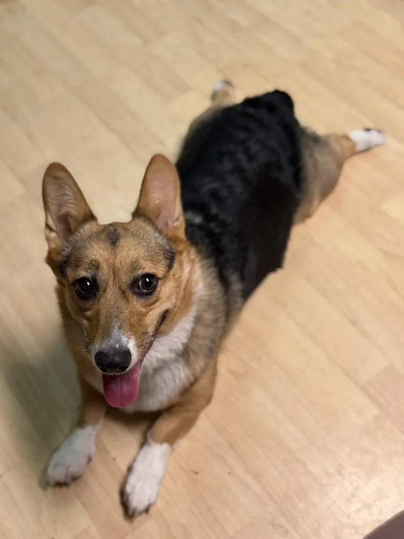 A young medium-sized female Corgi dog named Sugar for adoption in Anchorage, AK
