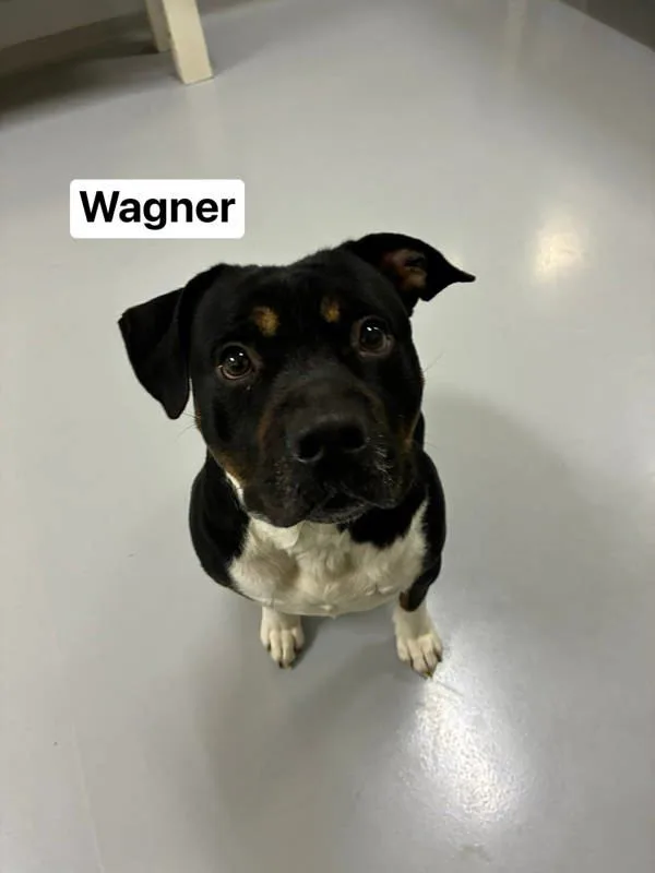 An adult medium-sized male Pit Bull Terrier dog named Wagner for adoption in Topeka, KS