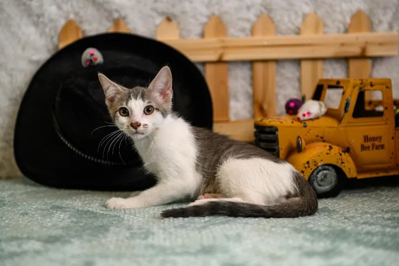 A baby small-sized male Domestic Short Hair cat named Lawson for adoption in Roanoke, TX