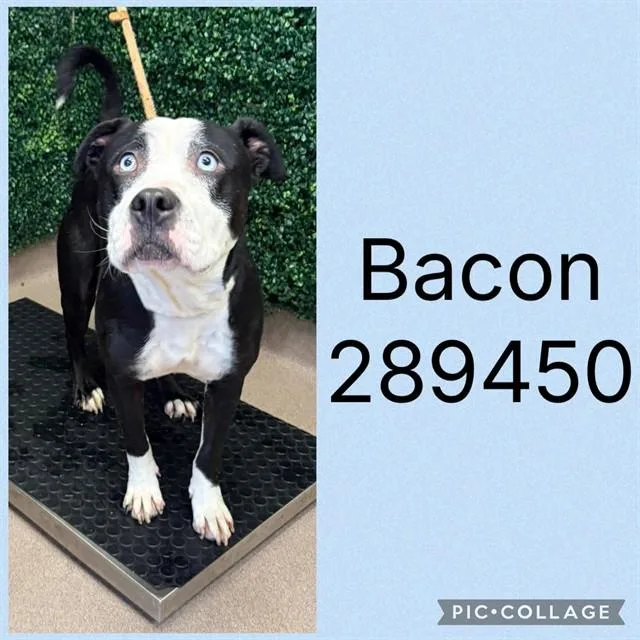 Bacon