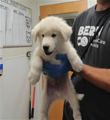 A baby small-sized male Great Pyrenees dog named Sleepy for adoption in Albuquerque, NM