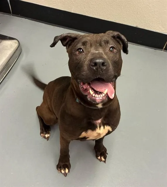 A young large-sized female Brown / Chocolate Pit Bull Terrier dog named Gwen for adoption in Phoenix, OR