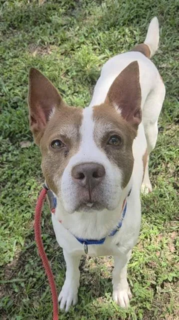 An adult medium-sized male Pointer dog named Sanchez for adoption in Fort Lauderdale, FL