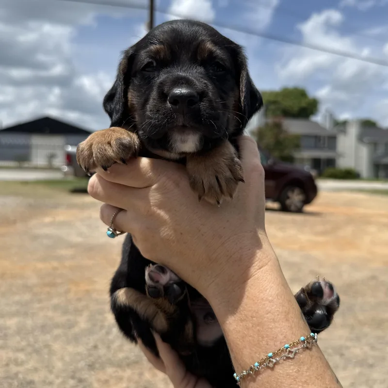 A baby medium-sized male Tricolor (Brown, Black, & White) Beagle dog named David Copperfield for adoption in Columbia, SC