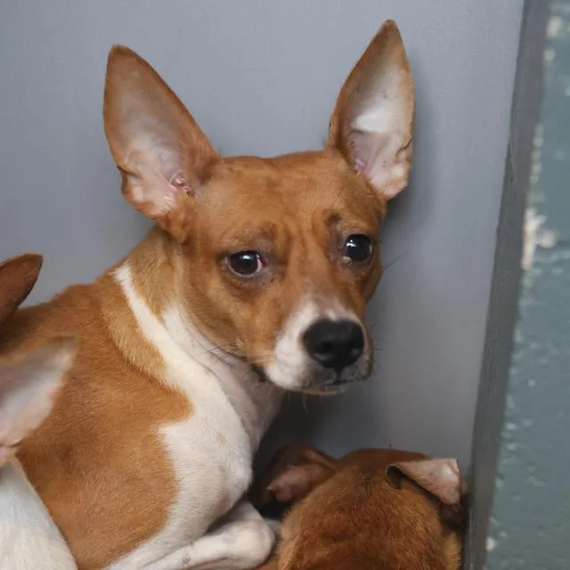 A young small-sized male Chihuahua dog named A for adoption in San Antonio, TX