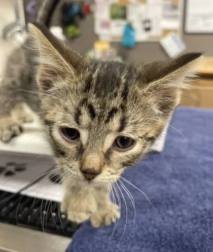A baby small-sized female Domestic Short Hair cat named Tiny for adoption in Westland, MI