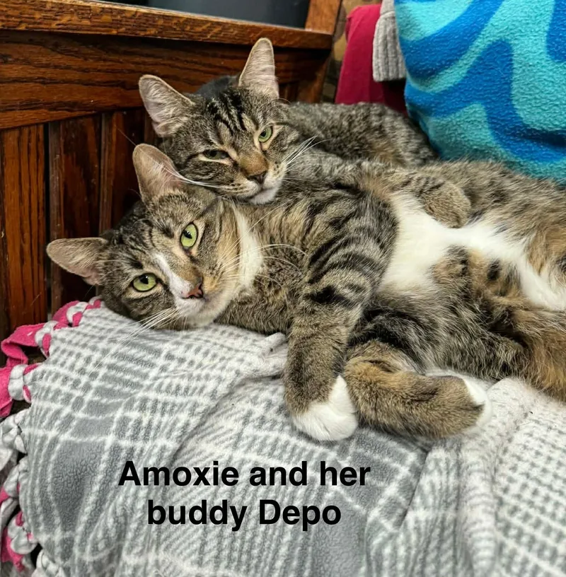 An adult medium-sized female Tabby (Brown / Chocolate) Tabby cat named Amoxie for adoption in Greensburg, PA