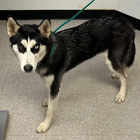 A baby medium-sized female Husky dog named Shasta for adoption in Bastrop, TX