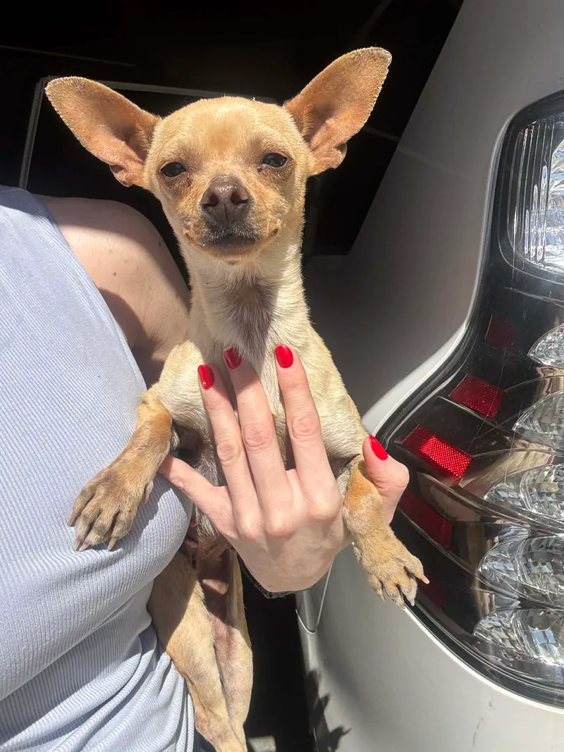 A baby small-sized male Fawn Chihuahua dog named Chiquita for adoption