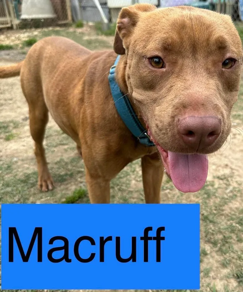 An adult medium-sized male American Bulldog dog named Macruff for adoption in Marianna, FL