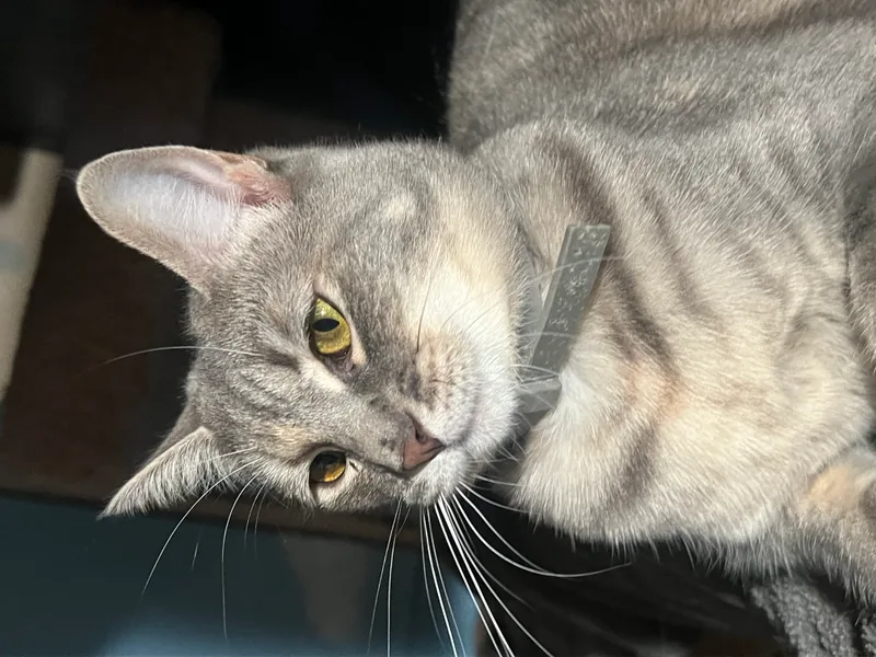 Hermoine thumbnail 2