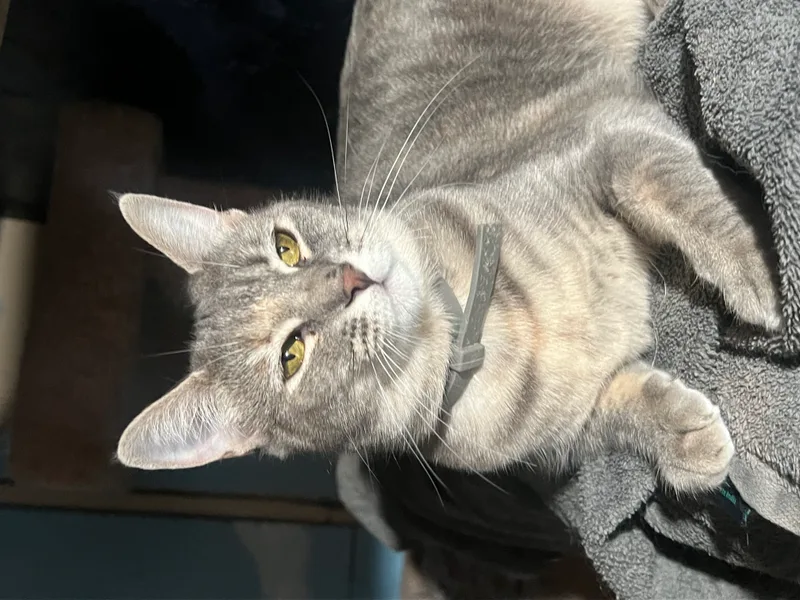 Hermoine thumbnail 3