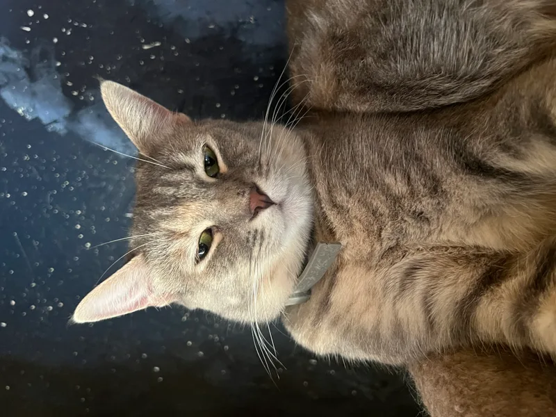 Hermoine thumbnail 4