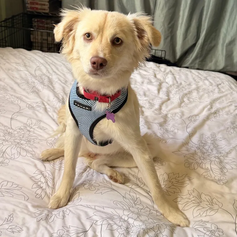 A young small-sized female White / Cream Spaniel dog named Maya for adoption in Tucson, AZ