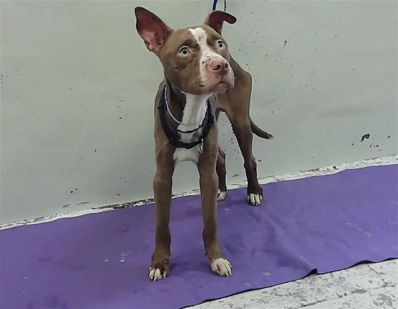 A young medium-sized male Staffordshire Bull Terrier dog named Spud for adoption in Houston, TX