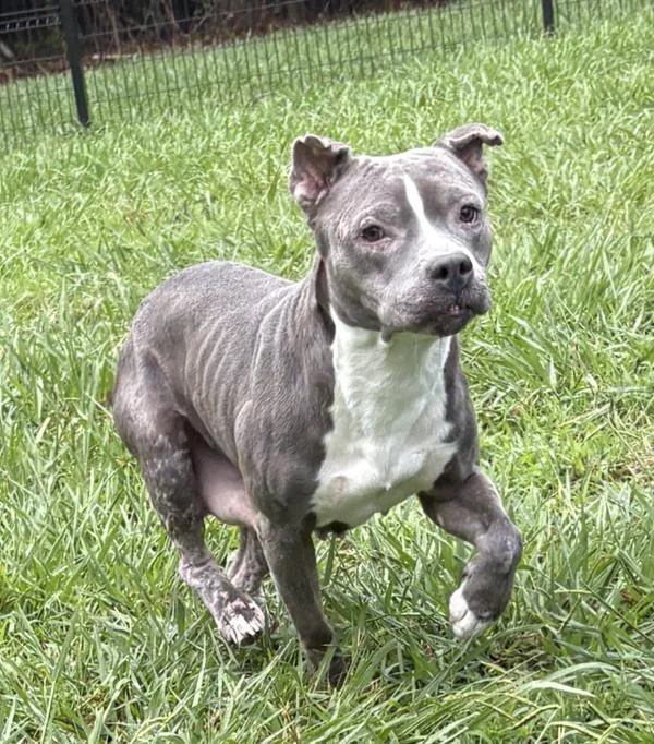 An adult medium-sized female Pit Bull Terrier dog named Chiclet for adoption in Virginia Beach, VA